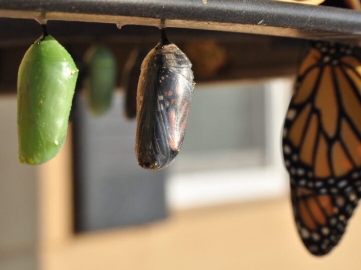 Do OS/VS ao Enterprise: o COBOL dos mainframes da IBM