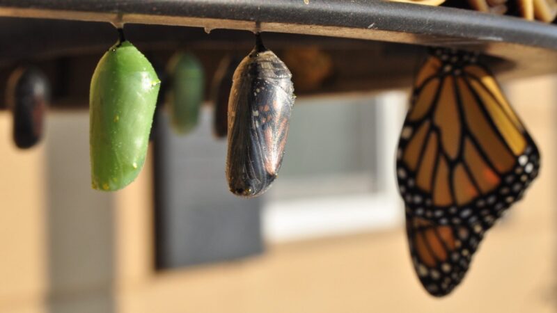 Do OS/VS ao Enterprise: o COBOL dos mainframes da IBM