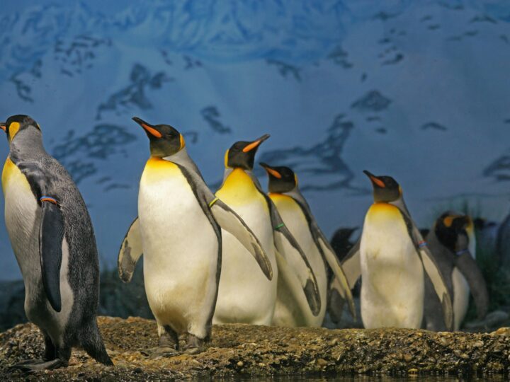 Como Instalar o Cobol no Linux a Partir dos Fontes: Guia Passo a Passo