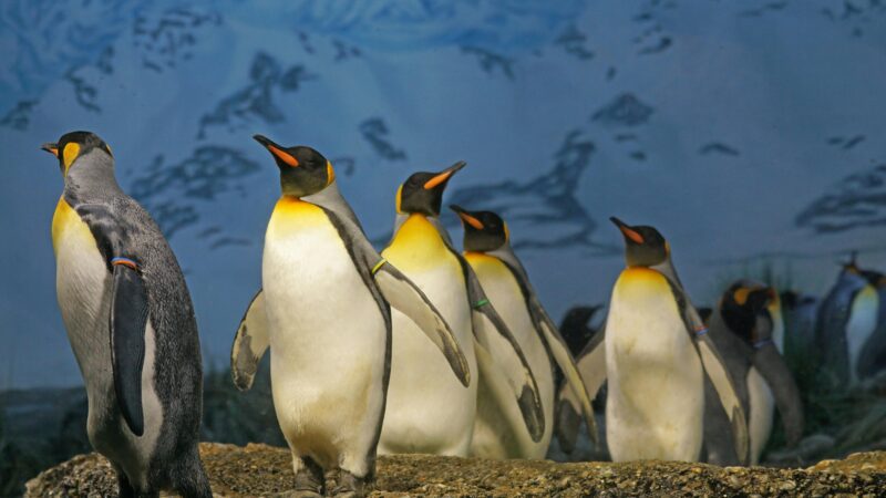 Como Instalar o Cobol no Linux a Partir dos Fontes: Guia Passo a Passo